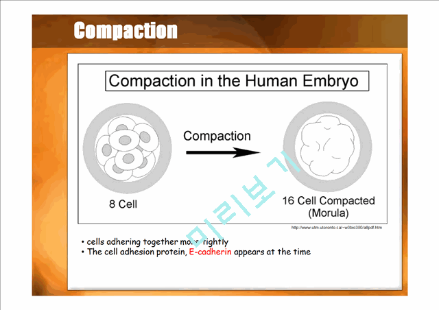 DEVELOPMENTAL BIOLOGY   (10 )